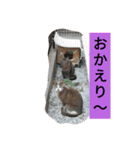 犬と猫   2（個別スタンプ：1）