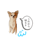 チワワの福ちゃんスタンプ（個別スタンプ：6）