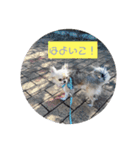 かずやん5わん（個別スタンプ：6）