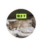 かずやん5わん（個別スタンプ：7）