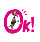 チワワのちー！（個別スタンプ：1）