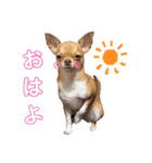 チワワのちー！（個別スタンプ：3）