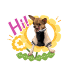 チワワのちー！（個別スタンプ：6）