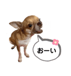チワワのちー！（個別スタンプ：7）