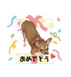 チワワのちー！（個別スタンプ：8）