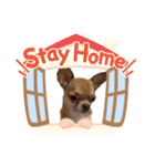 チワワのちー！（個別スタンプ：33）