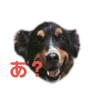 雑種スタンプなり（個別スタンプ：11）