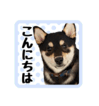 柴犬琥次郎（個別スタンプ：1）