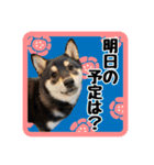 柴犬琥次郎（個別スタンプ：2）