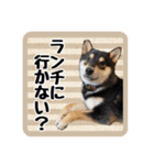 柴犬琥次郎（個別スタンプ：3）