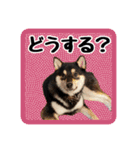 柴犬琥次郎（個別スタンプ：4）