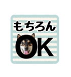 柴犬琥次郎（個別スタンプ：5）