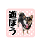 柴犬琥次郎（個別スタンプ：6）