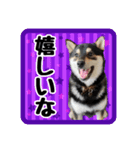 柴犬琥次郎（個別スタンプ：7）