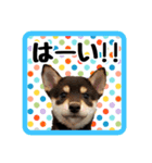 柴犬琥次郎（個別スタンプ：8）