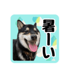 柴犬琥次郎（個別スタンプ：9）