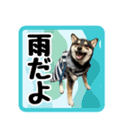 柴犬琥次郎（個別スタンプ：10）