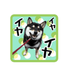 柴犬琥次郎（個別スタンプ：11）