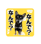 柴犬琥次郎（個別スタンプ：12）