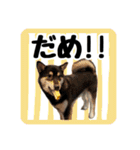 柴犬琥次郎（個別スタンプ：13）