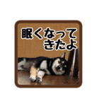 柴犬琥次郎（個別スタンプ：14）