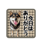 柴犬琥次郎（個別スタンプ：15）