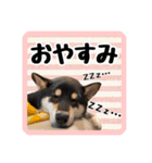 柴犬琥次郎（個別スタンプ：16）