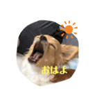 チワワのはな（個別スタンプ：5）