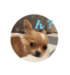 チワワのはな（個別スタンプ：7）
