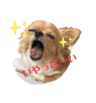 チワワのはな（個別スタンプ：10）