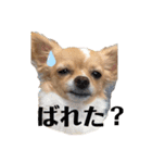 チワワのはな（個別スタンプ：12）