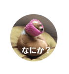 チワワのはな（個別スタンプ：13）
