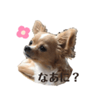 チワワのはな（個別スタンプ：16）