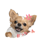 チワワのはな（個別スタンプ：21）