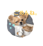 チワワのはな（個別スタンプ：22）