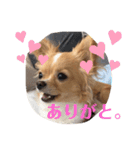 チワワのはな（個別スタンプ：24）