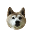 柴犬わんわん4（個別スタンプ：1）