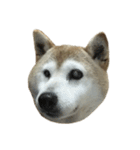 柴犬わんわん4（個別スタンプ：2）