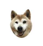 柴犬わんわん4（個別スタンプ：3）
