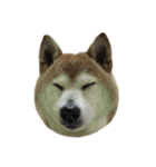 柴犬わんわん4（個別スタンプ：5）