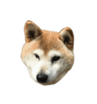 柴犬わんわん4（個別スタンプ：11）