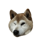 柴犬わんわん4（個別スタンプ：15）