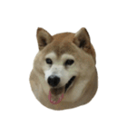 柴犬わんわん4（個別スタンプ：19）
