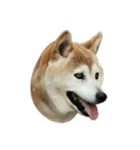 柴犬わんわん4（個別スタンプ：34）