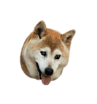 柴犬わんわん4（個別スタンプ：35）