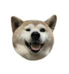 柴犬わんわん4（個別スタンプ：37）