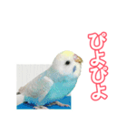 セキセイインコのハピコ（個別スタンプ：1）