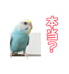 セキセイインコのハピコ（個別スタンプ：2）