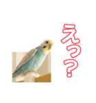 セキセイインコのハピコ（個別スタンプ：3）