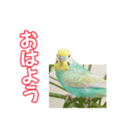 セキセイインコのハピコ（個別スタンプ：4）